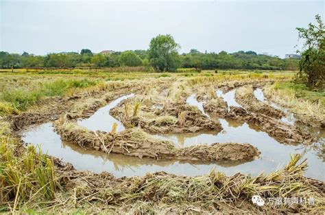 青土 白土|世界土壤日｜“绿色宝地”青土：中国大地上的“绿翡翠” 